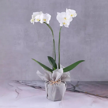 Phalaenopsis Orchid Plant - 2 Stem White Orchid in Grey Wrapping